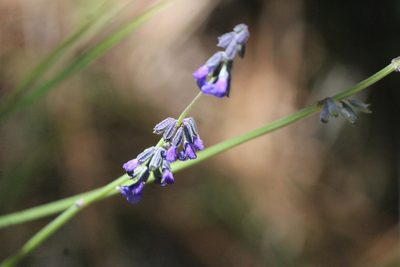 Salvia helianthemifolia, photographed by José Belem Hernández Díaz