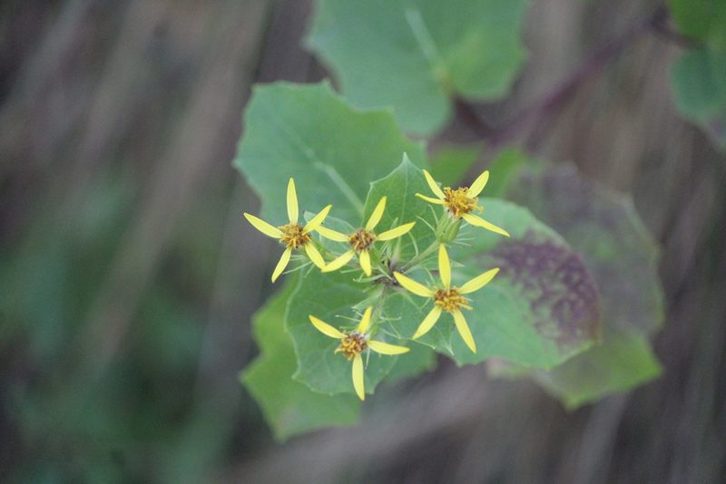 Roldana reticulata, photographed by José Belem Hernández Díaz