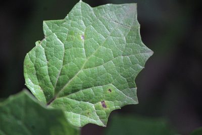 Roldana reticulata, photographed by José Belem Hernández Díaz
