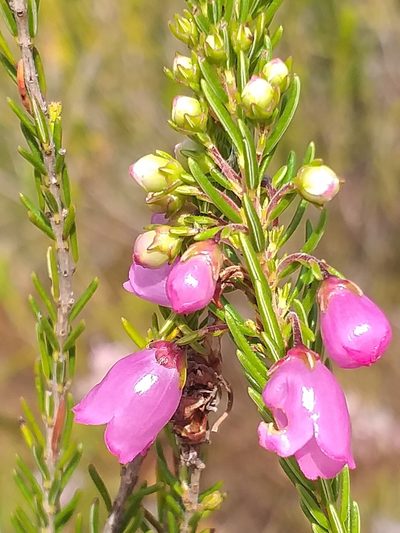 Erica axilliflora, photographed by kevin koen