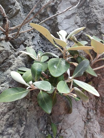 Pachystegia minor, photographed by Tom Ferguson
