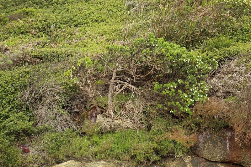 Anthocercis viscosa, photographed by Em Lamond