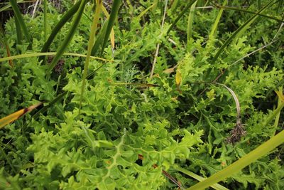 Acacia alata