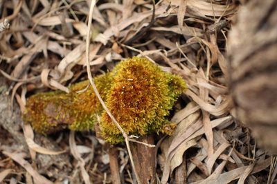 Sematophyllum homomallum, photographed by Em Lamond
