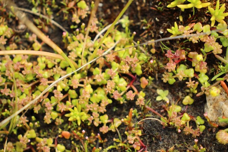 Hydrocotyle alata, photographed by Em Lamond