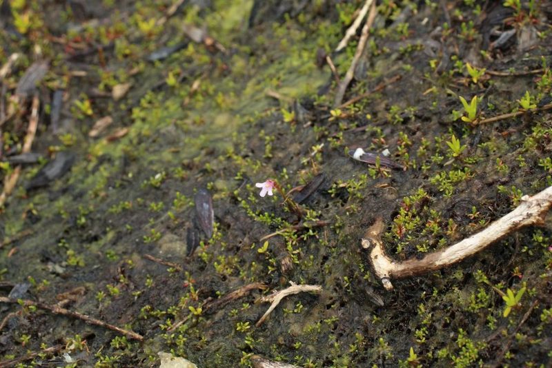 Utricularia tenella, photographed by Em Lamond