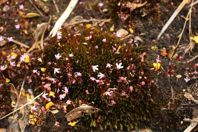 Utricularia tenella, photographed by Em Lamond