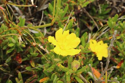 Hibbertia furfuracea, photographed by Em Lamond