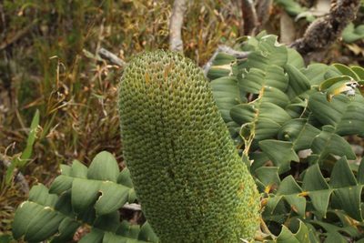 Banksia grandis, photographed by Em Lamond