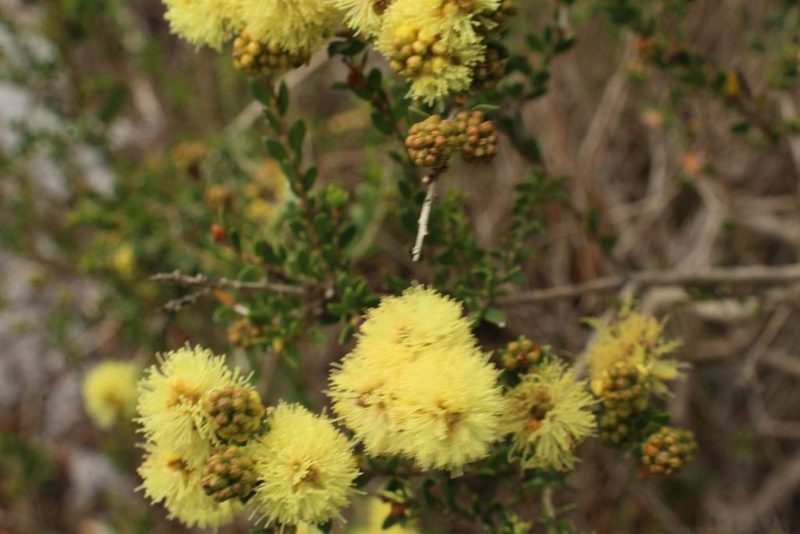 Melaleuca thymoides, photographed by Em Lamond