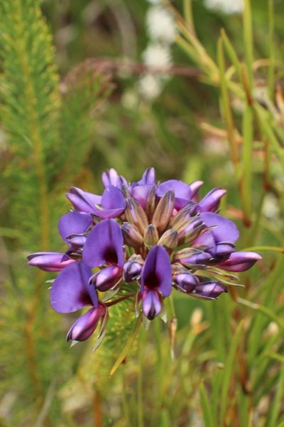 Gompholobium confertum, photographed by Em Lamond