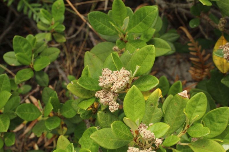 Spyridium globulosum, photographed by Em Lamond