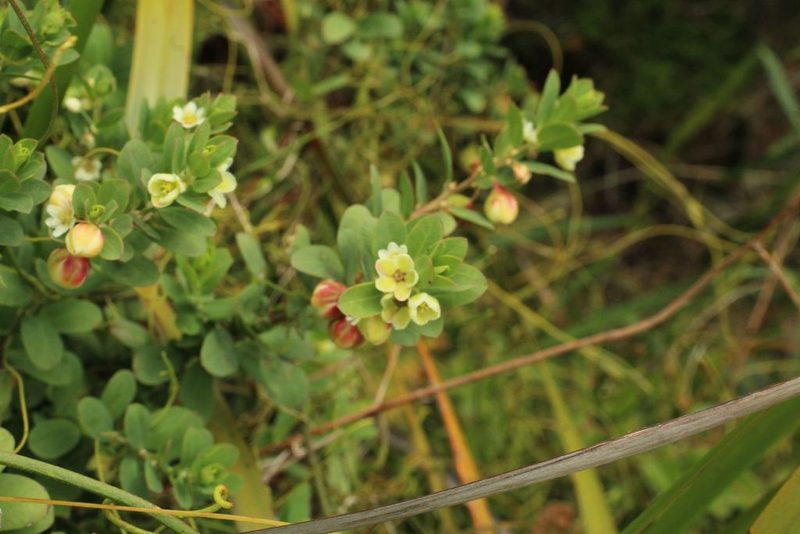 Phyllanthus calycinus, photographed by Em Lamond