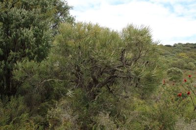 Banksia littoralis, photographed by Em Lamond