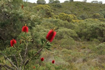 Melaleuca glauca, photographed by Em Lamond