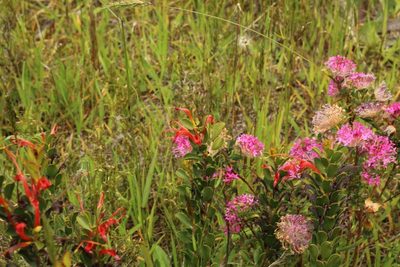 Adenanthos obovatus