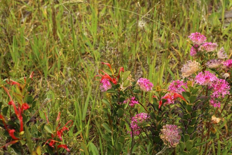 Adenanthos obovatus, photographed by Em Lamond