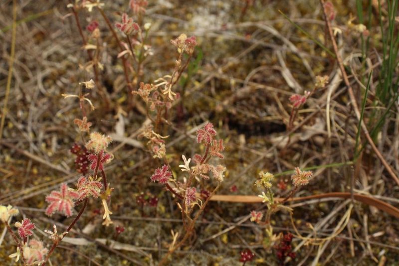 Trachymene pilosa, photographed by Em Lamond