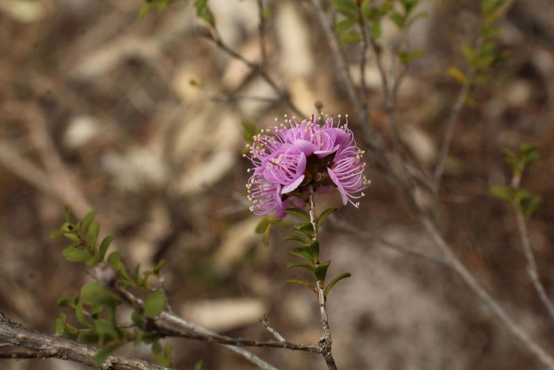 Kunzea recurva, photographed by Em Lamond