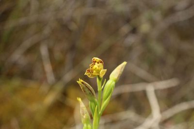 Thelymitra benthamiana, photographed by Em Lamond