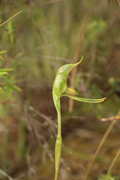 Pterostylis turfosa, photographed by Em Lamond