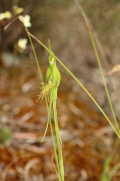 Pterostylis turfosa, photographed by Em Lamond