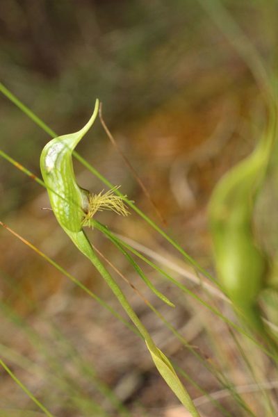 Pterostylis turfosa, photographed by Em Lamond