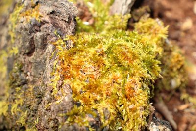 Sematophyllum homomallum, photographed by Em Lamond