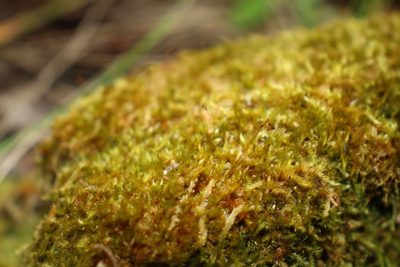Sematophyllum homomallum, photographed by Em Lamond