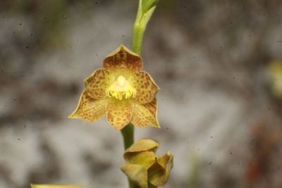 Thelymitra benthamiana, photographed by Em Lamond
