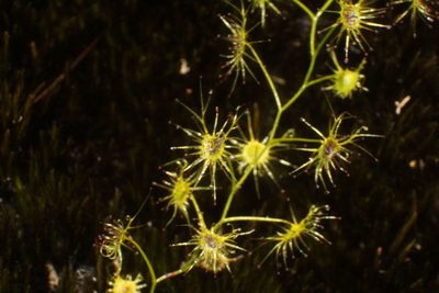 Drosera modesta, photographed by Em Lamond