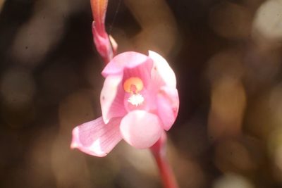 Thelymitra graminea, photographed by Em Lamond