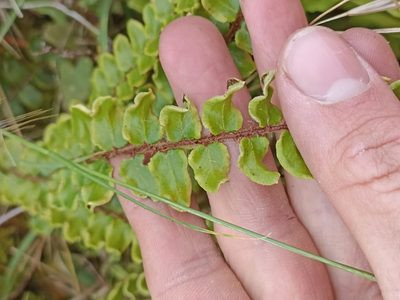 Pellaea rotundifolia, photographed by Oscar Dove