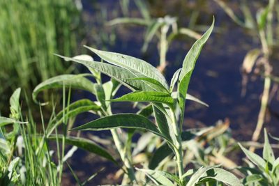 Persicaria attenuata, photographed by Greg Tasney