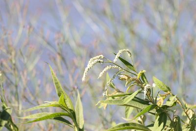 Persicaria attenuata, photographed by Greg Tasney