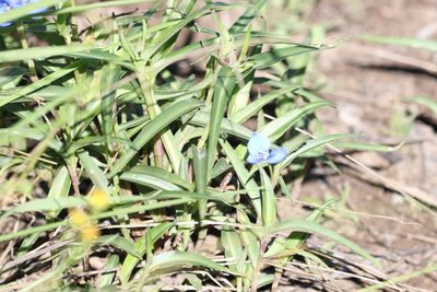 Commelina lanceolata, photographed by Greg Tasney