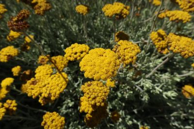 Helichrysum dasyanthum, photographed by Diana Studer