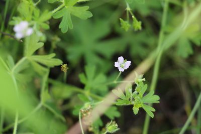 Geranium solanderi, photographed by Greg Tasney
