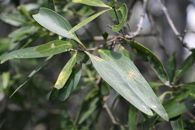 Notelaea microcarpa, photographed by Greg Tasney