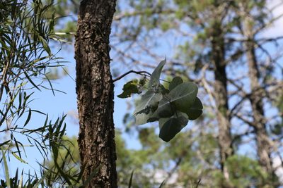 Eucalyptus melanophloia, photographed by Greg Tasney