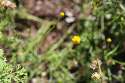 Calotis lappulacea, photographed by Greg Tasney