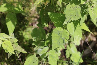 Abutilon oxycarpum, photographed by Greg Tasney