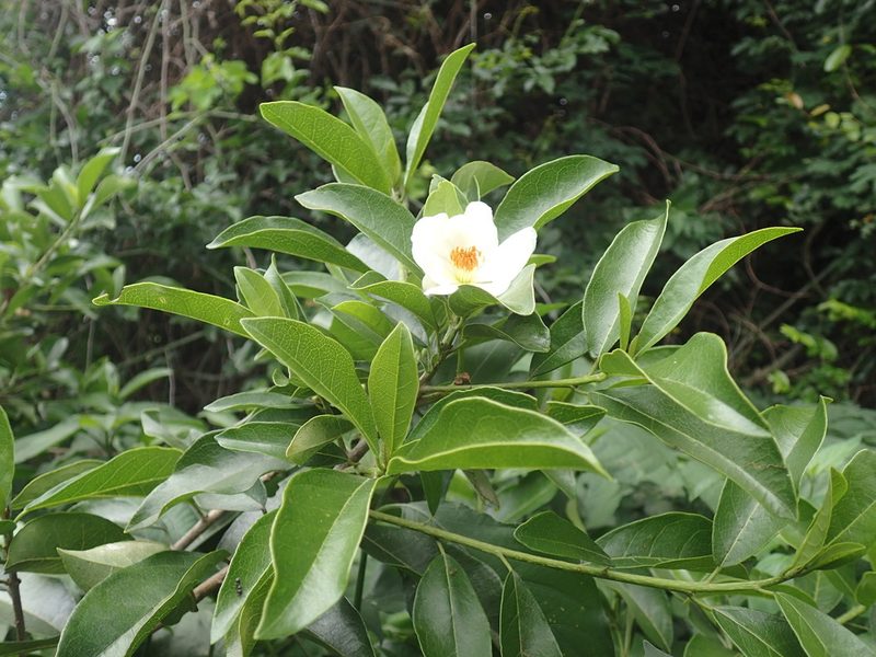 Xylotheca kraussiana, photographed by Mahomed Desai