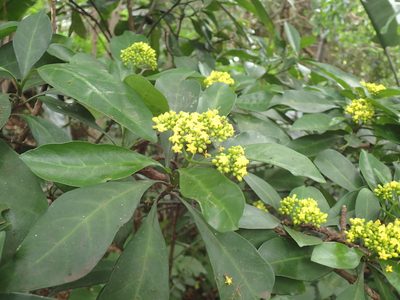 Psychotria capensis, photographed by Mahomed Desai