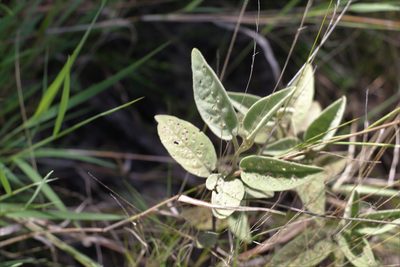 Solanum nemophilum, photographed by Greg Tasney