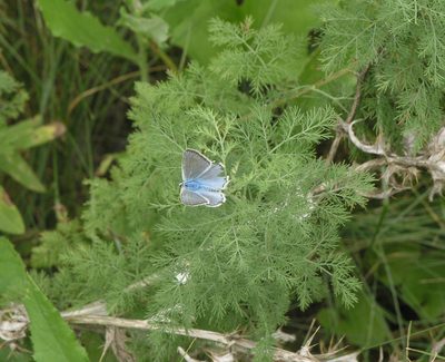 Artemisia abrotanum, photographed by Oleg Kosterin