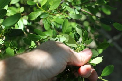 Erythroxylum australe, photographed by Greg Tasney