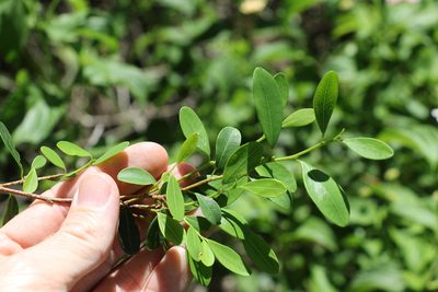 Erythroxylum australe, photographed by Greg Tasney