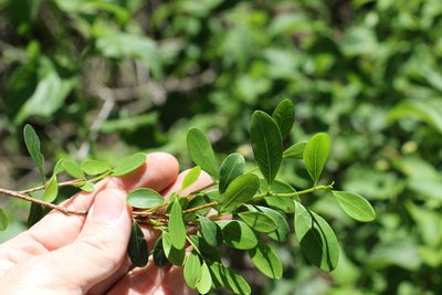 Erythroxylum australe, photographed by Greg Tasney
