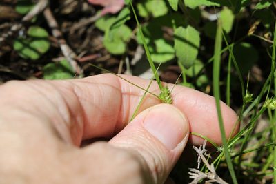 Carex inversa, photographed by Greg Tasney